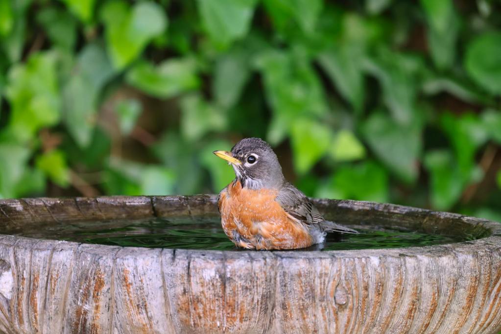 American Robin
