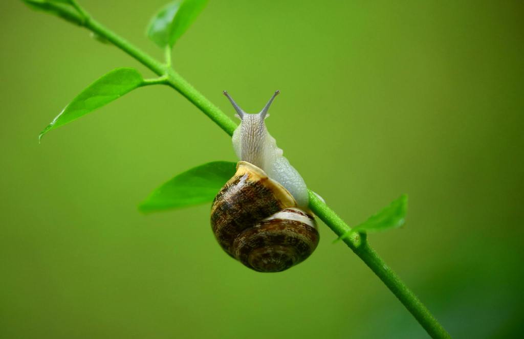 Snail