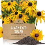 Black eyed Susan